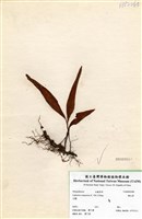 藏品(鱗瓦葦(長柄瓦葦))的圖片